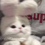 Avatar de Andrea Beltrán